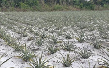 Nieuwe machines tillen ananasverwerking in Pierre Kondre naar hoger niveau