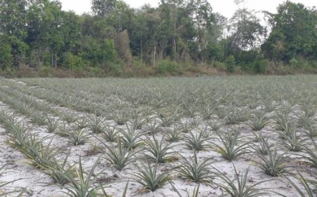 Vrouwencoöperatie in Pierre Kondre versterkt ananasverwerking