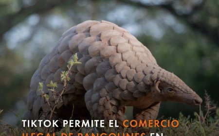 TikTok promoot de handel in bedreigde diersoorten