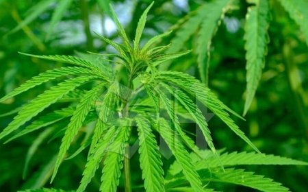 Politie stuit bij routinecontrole op drugstransport in Stolkertsijver