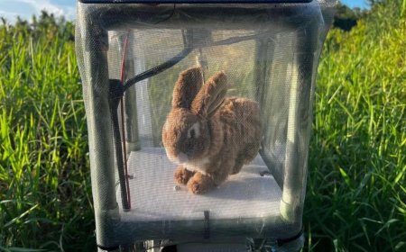 Robotkonijnen moeten duizenden invasieve pythons in Everglades, Florida, verjagen