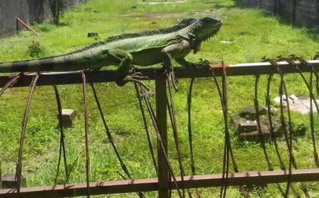 Jachtseizoen leguanen van 1 september tot en met 31 december gesloten