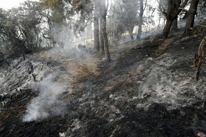 Ontbossing in Colombia fors toegenomen: Amazoneregio zwaarst getroffen