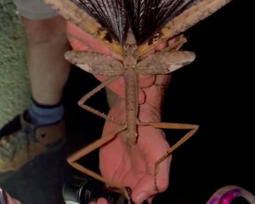 Opmerkelijk – Nieuw soort wandelende tak mogelijk zwaarste insect ooit waargenomen in Austral