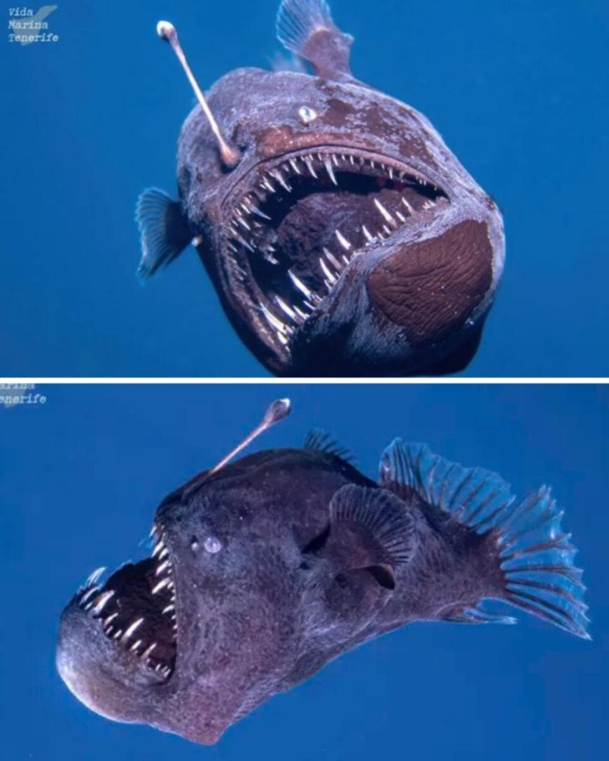 WIST U DAT: De zwarte zeeduivelvis een lichtgevend bolletje op zijn kop heeft?