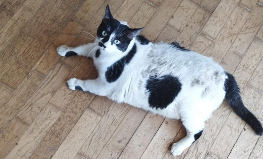 Opmerkelijk – Extreem dikke kat toeristische attractie op Kreta