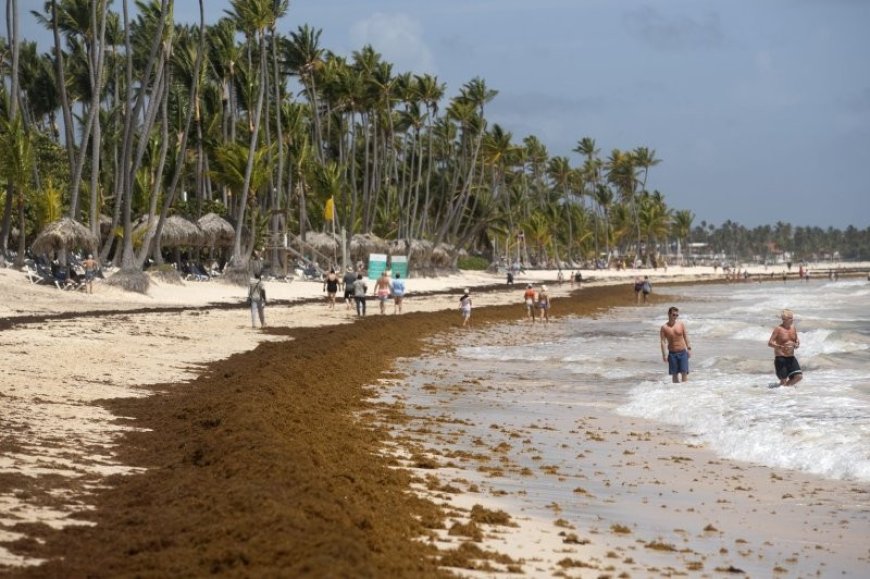 Sint-Maarten en Bonaire bezwijken onder sargassum – Ook Suriname niet onbekend met dit stinke