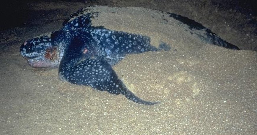 WWF: Legstrand zeeschildpadden spoelt letterlijk weg in Suriname