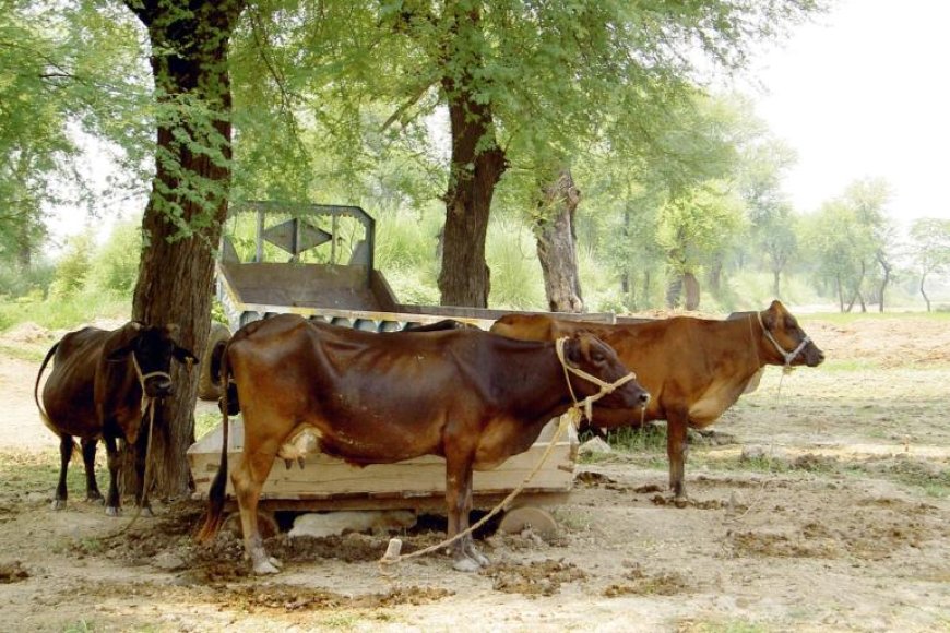 India en Pakistan domineren melkgroei, EU raakt achterop