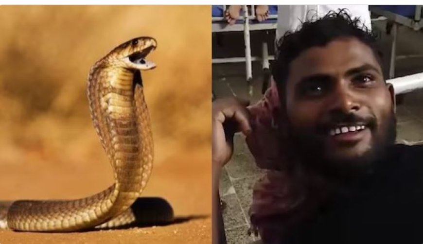 Man bijt slang terug na beten – Slang overleden, man in herstel