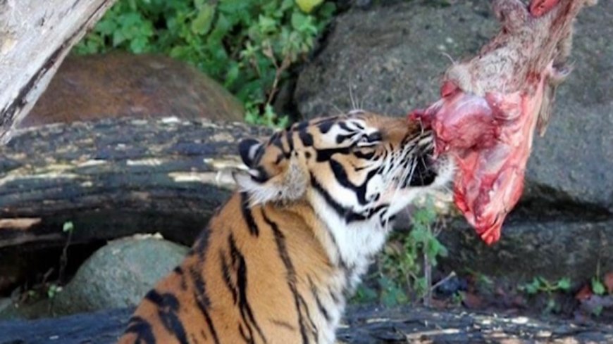 Deense dierentuin wil huisdieren en paarden gaan voeren aan roofdieren 