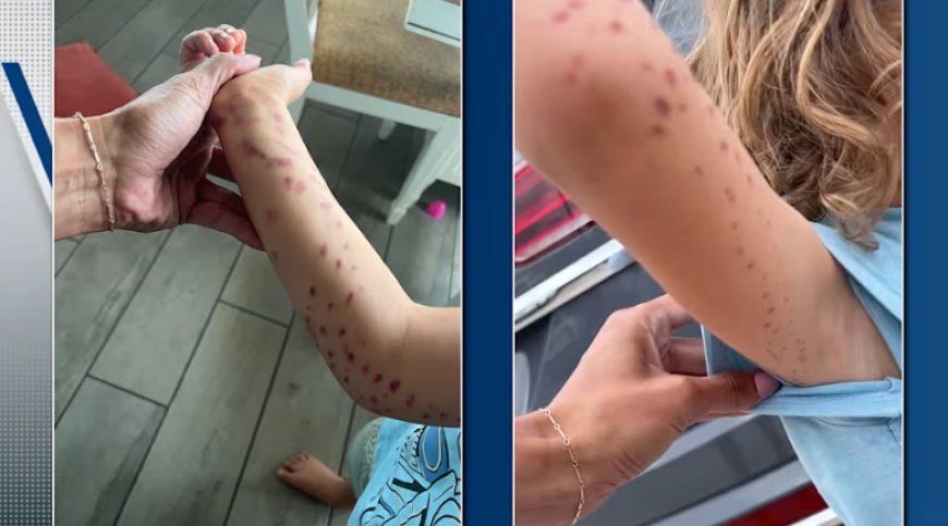 Opmerkelijk – Octopus grijpt jongetje (6) in aquarium in San Antonio, Texas (VS)