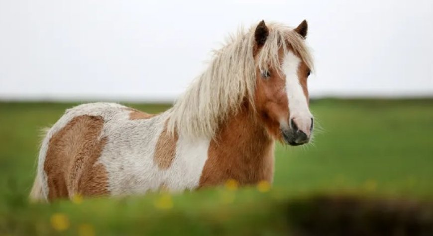 Rechtbank Amsterdam veroordeelt man tot negen maanden cel voor seksueel misbruik van pony
