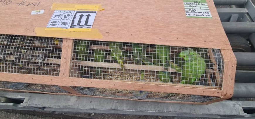 Nigeria neemt meer dan 1600 exotische vogels in beslag op luchthaven Lagos