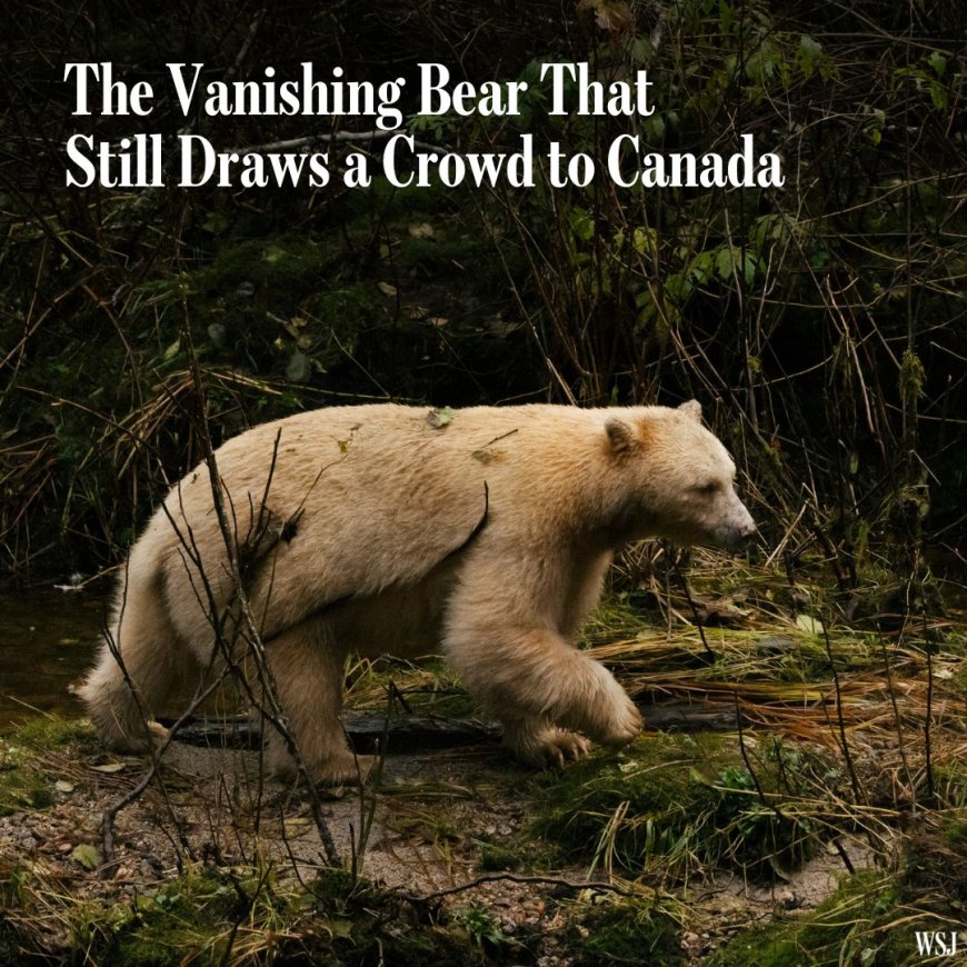Zeldzame beer in Canadees regenwoud blijft publiek trekken