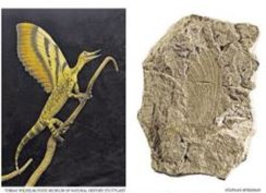 Een verenachtige vertoning ouder dan de voorouders van vogels