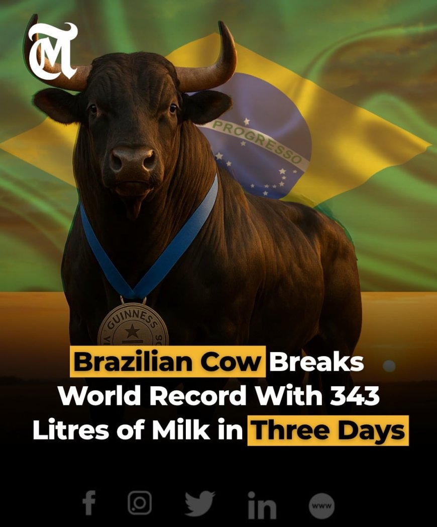 Braziliaanse koe breekt wereldrecord melkproductie