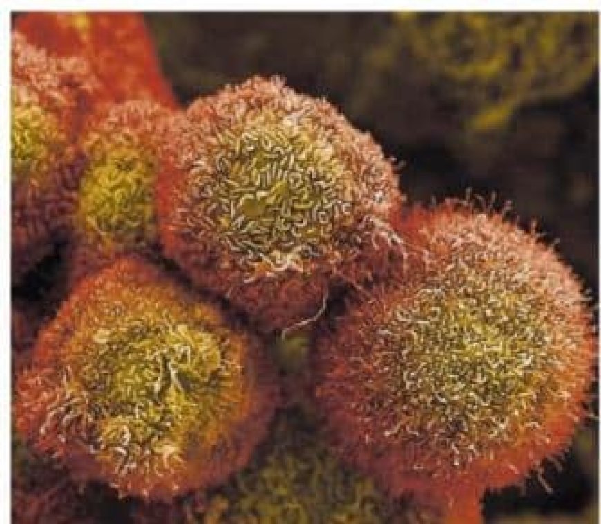 Doorbraak in experimenteel kankervaccin toont veelbelovende resultaten