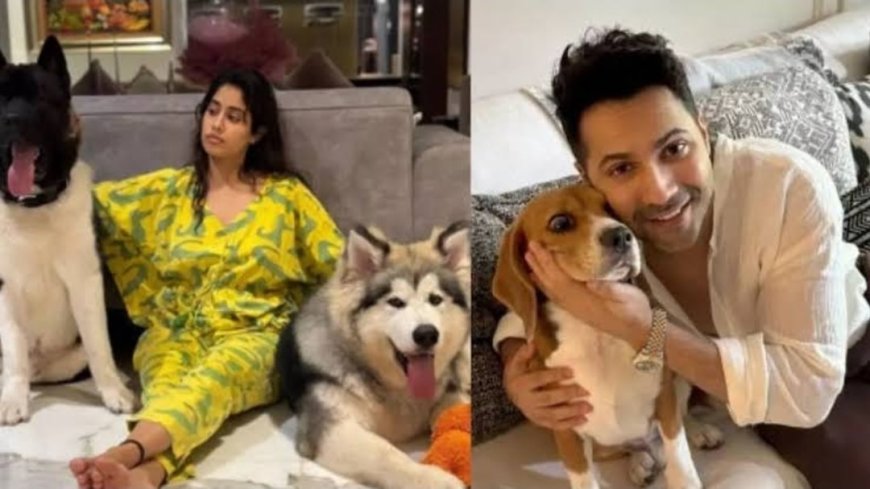 Janhvi Kapoor en Varun Dhawan tegen verwijdering zwerfhonden uit Delhi