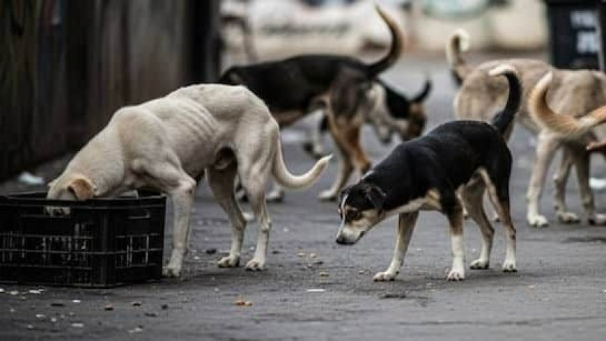 Delhi krijgt acht weken de tijd om honderdduizenden zwerfhonden te vangen 