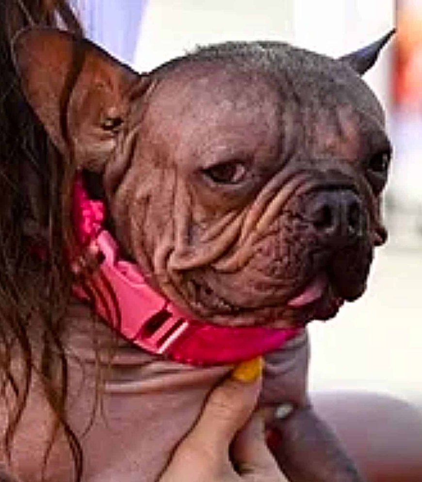 Opmerkelijk – ‘Gerimpelde’ Franse buldog Petunia uitgeroepen tot lelijkste hond ter wereld