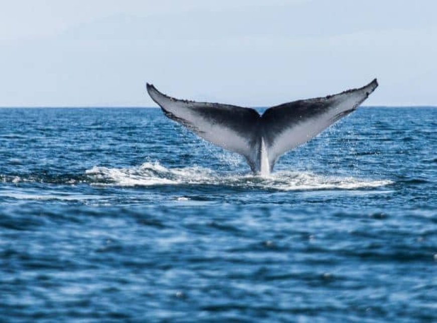 Studie onthult dat klimaatverandering het zingen van blauwe vinvissen heeft vertraagd