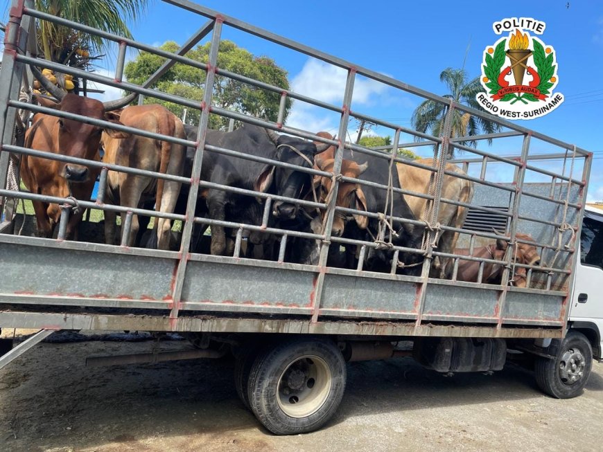 Diefstal meerdere koeien door politie Henar opgelost