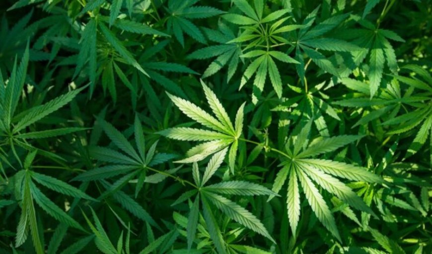 28 kilo marihuana aangetroffen in voertuig bij controlepost Burnside
