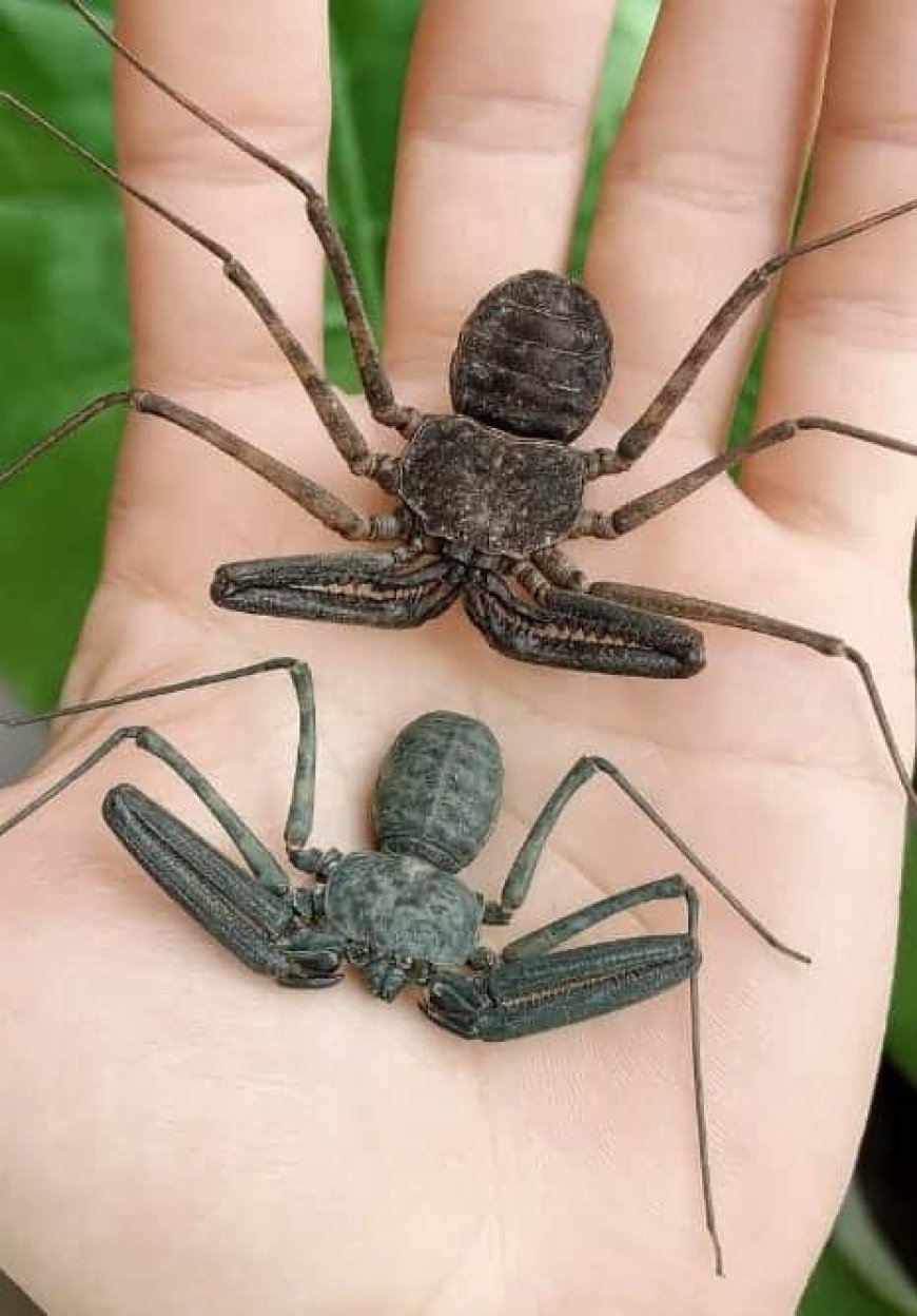 WIST U DAT: De zweepspin eigenlijk geen spin is en veel weg heeft van een schorpioen?