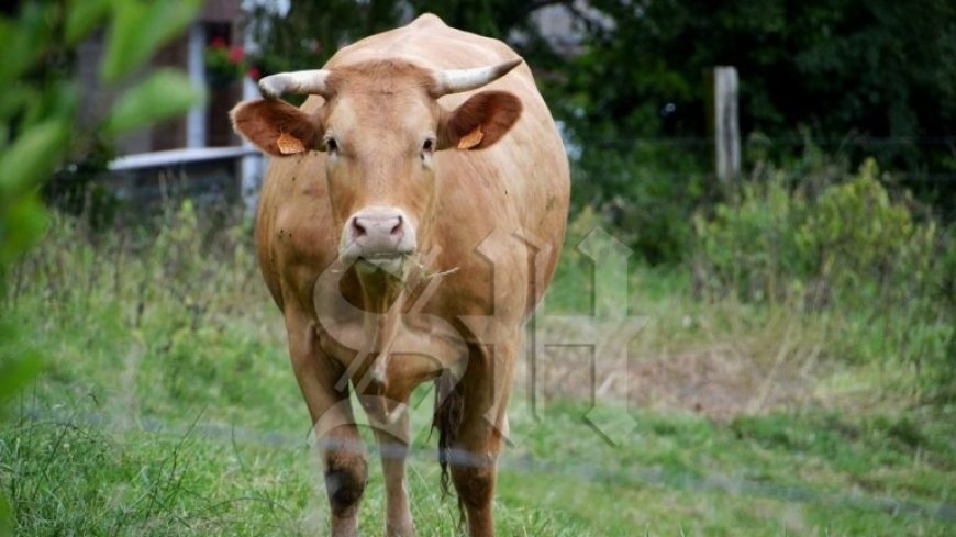 Twee verdachten aangehouden voor veediefstal in Nickerie