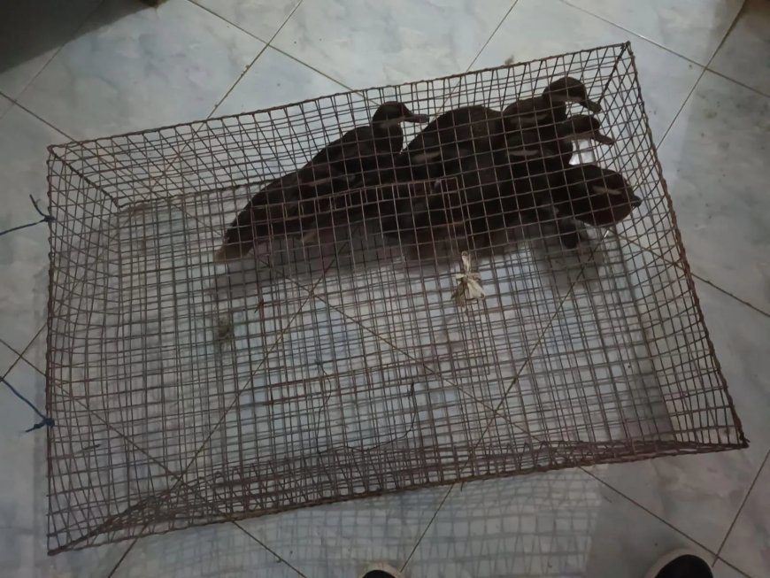 Politie onderschept 8 illegaal vervoerde vogels in auto bij controlepost Burnside