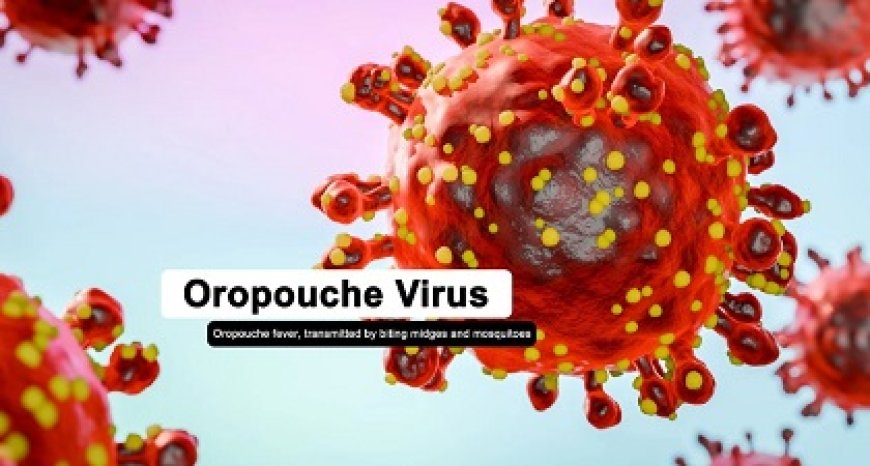 Volksgezondheid vraagt alertheid; stijging Oropouche-virusinfecties in de regio