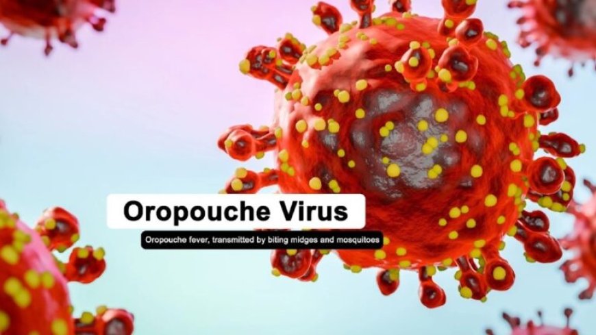 PAHO meldt meer dan 12.000 gevallen van Oropouche-virus in Latijns-Amerika