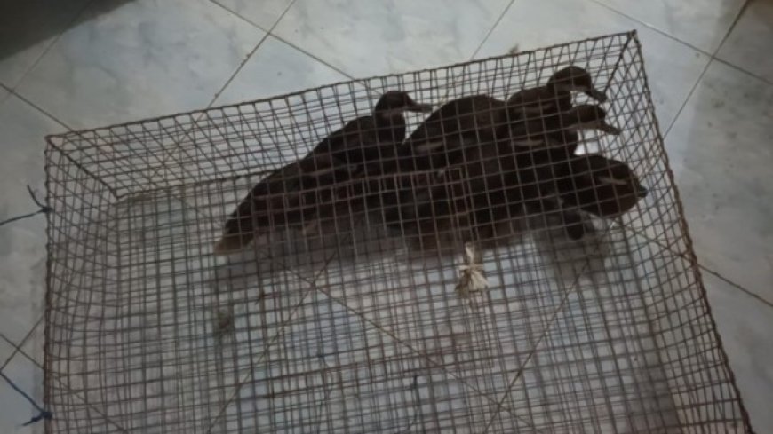 Illegale vogelhandel opgerold bij Burnside