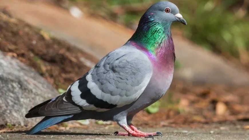 Duif met dreigbrief om Jammu‑station op te blazen onderschept