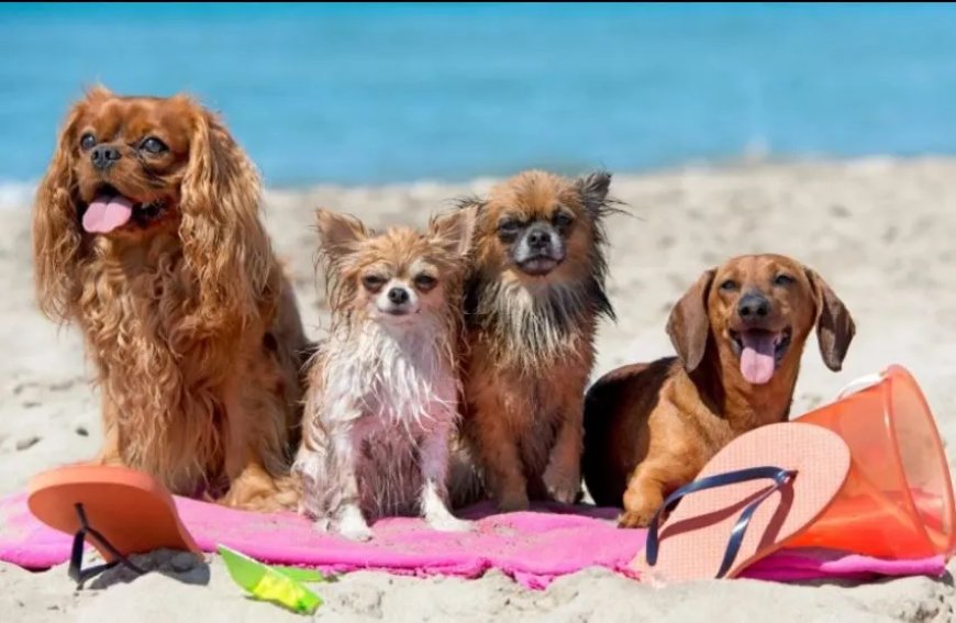 Internationale Hondendag gevierd op 26 augustus