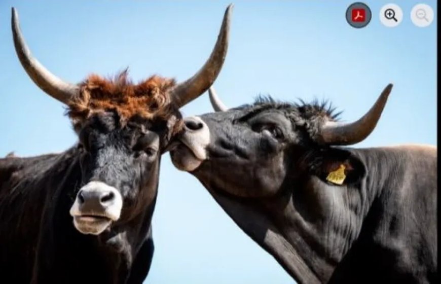 Oerkoeien keren terug in Denemarken