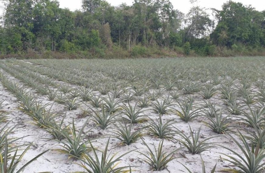 Boost voor ananasverwerking Pierrekondre met complete productielijn