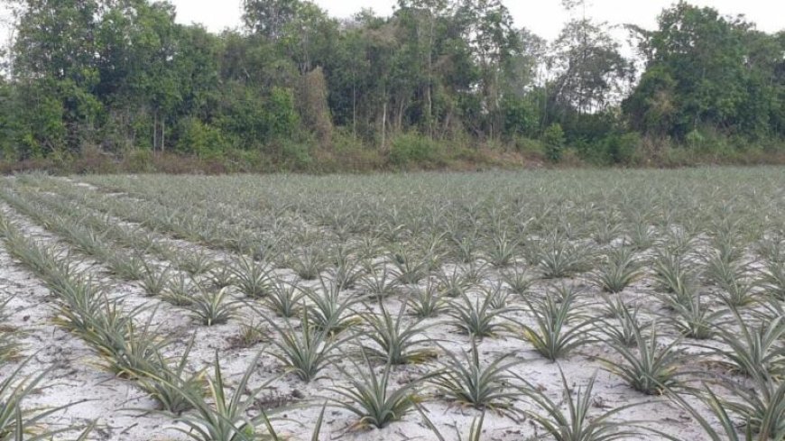 Vrouwencoöperatie in Pierre Kondre versterkt ananasverwerking