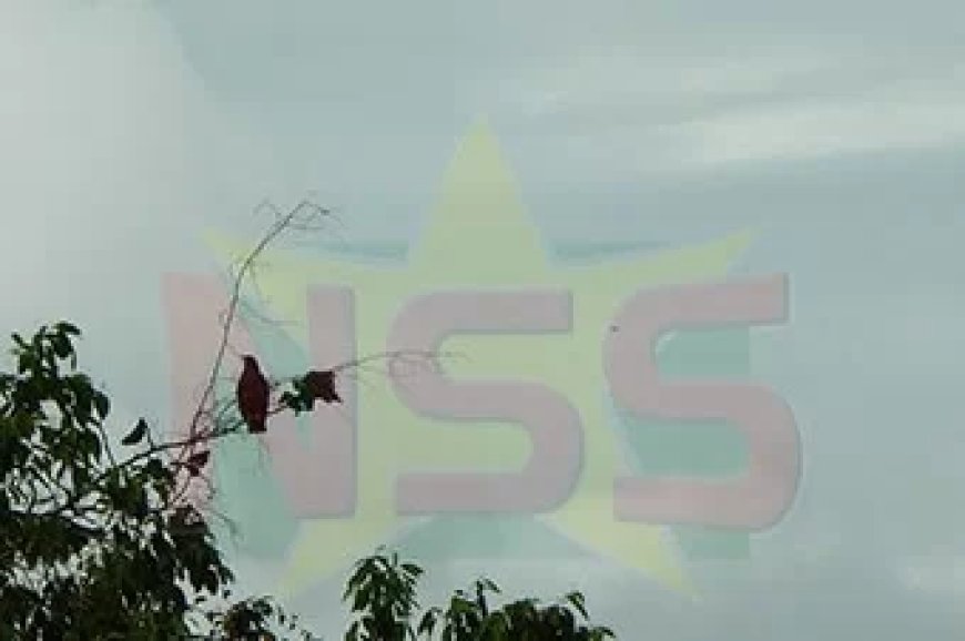 Warme dag met veel bewolking; enkele regenbuien