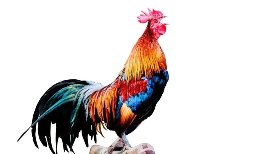 Le Coq est Mort – De Haan is dood