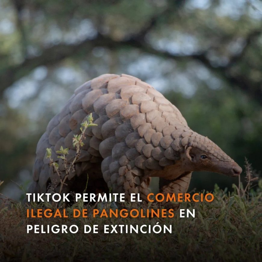 TikTok promoot de handel in bedreigde diersoorten