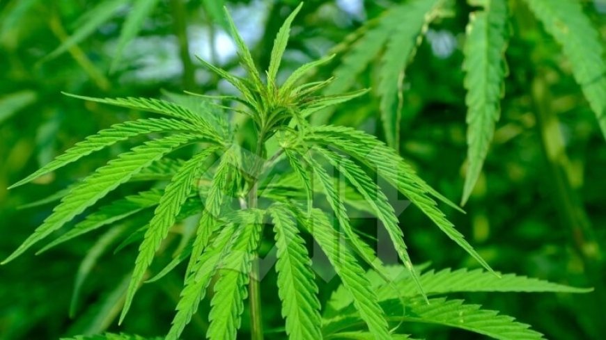 Politie stuit bij routinecontrole op drugstransport in Stolkertsijver