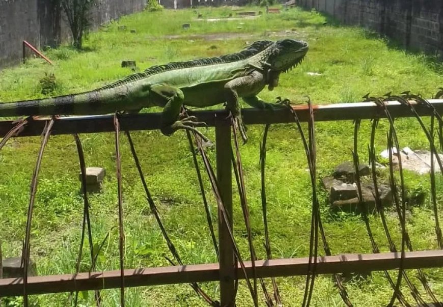 Jachtseizoen leguanen van 1 september tot en met 31 december gesloten