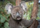 Opmerkelijk – Australië keurt vaccin tegen chlamydia voor koala’s goed