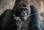 Geliefde gorilla Gino overleden in Disney’s Animal Kingdom