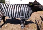Alternatieve Nobelprijs voor koeien in Japan vermomd als zebra’s 