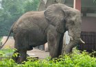 Eenzaamste olifant ter wereld plotseling gestorven op 29-jarige leeftijd