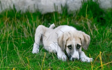 Oproep tot actie: dieren in Nickerie verdienen een permanente dierenarts