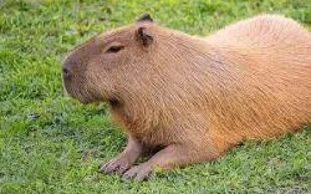 Colombia overweegt jacht op capibara’s